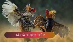Làm Chủ Sàn Đấu Đá Gà GA28 New88 Với Chiến Thuật Bất Bại