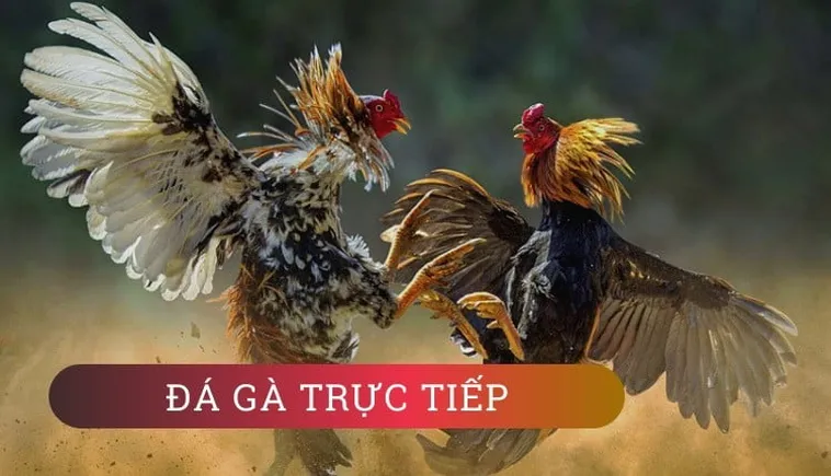 Làm Chủ Sàn Đấu Đá Gà GA28 New88 Với Chiến Thuật Bất Bại