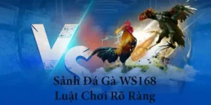 Chinh Phục Đấu Trường Đá Gà WS168 New88 Bất Bại Ngay Hôm Nay